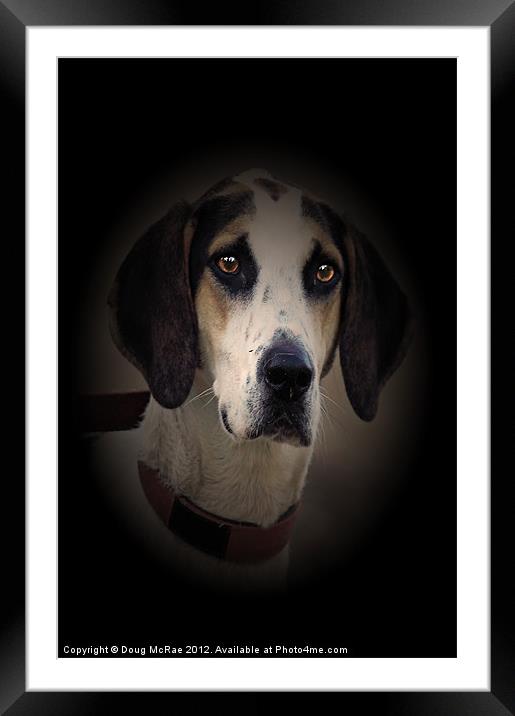 Hound Framed Mounted Print by Doug McRae