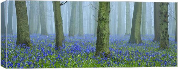 Bluebells in Mist Canvas Print by Brian Roberts