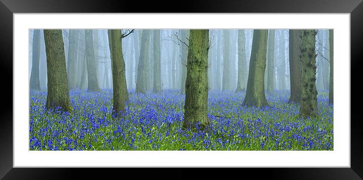 Bluebells in Mist Framed Mounted Print by Brian Roberts