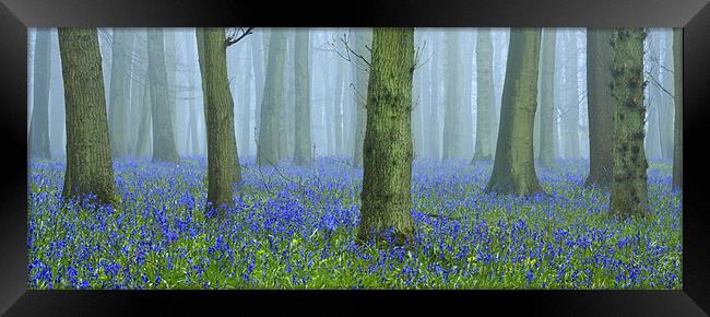Bluebells in Mist Framed Print by Brian Roberts