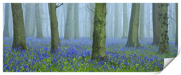 Bluebells in Mist Print by Brian Roberts