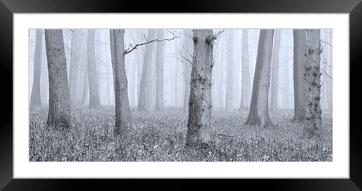 Trees in Mist Framed Mounted Print by Brian Roberts