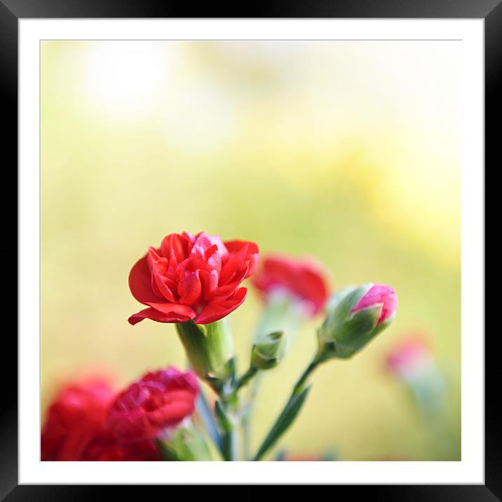 Red Carnations Framed Mounted Print by James Rowland