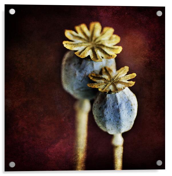 Dried Poppy Heads Acrylic by James Rowland