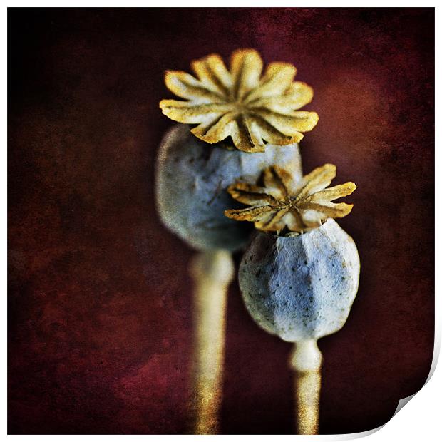 Dried Poppy Heads Print by James Rowland