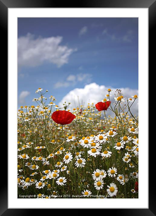 Poppies and Daisies Framed Mounted Print by Graham Custance