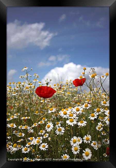 Poppies and Daisies Framed Print by Graham Custance