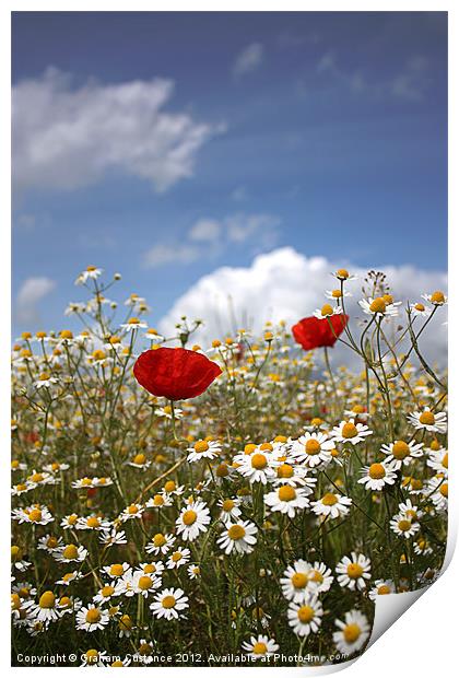 Poppies and Daisies Print by Graham Custance