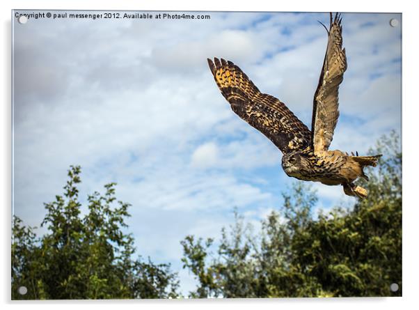 Turkmanian Eagle Owl Acrylic by Paul Messenger