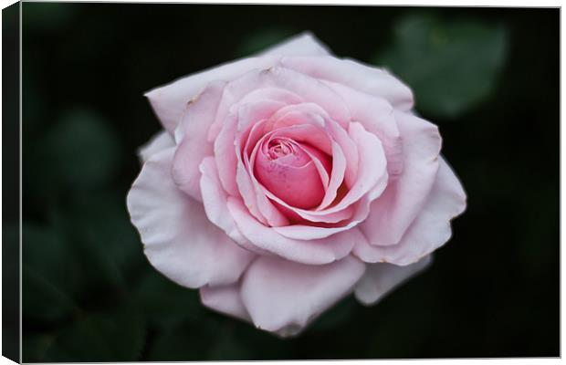 Pink Rose Canvas Print by Charlie Knight