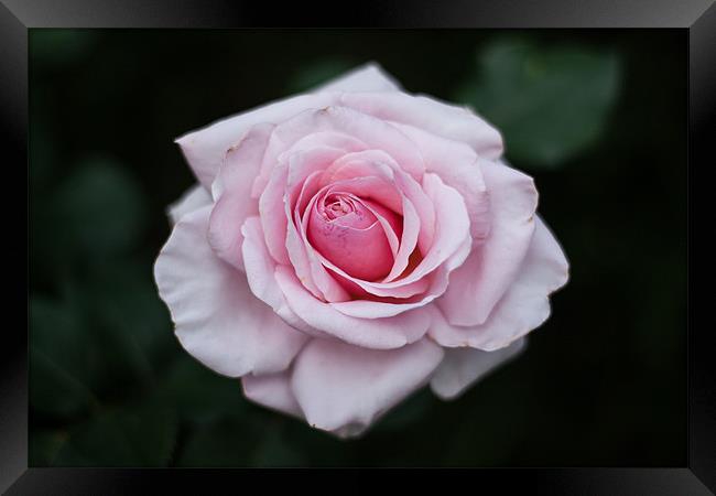 Pink Rose Framed Print by Charlie Knight