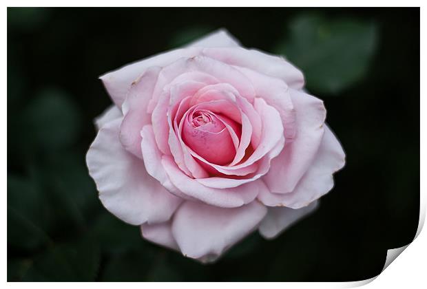 Pink Rose Print by Charlie Knight