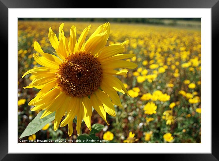 Sunflower Framed Mounted Print by Howard Corlett