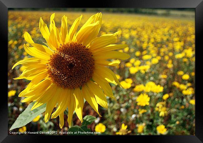 Sunflower Framed Print by Howard Corlett