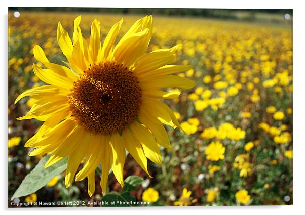Sunflower Acrylic by Howard Corlett