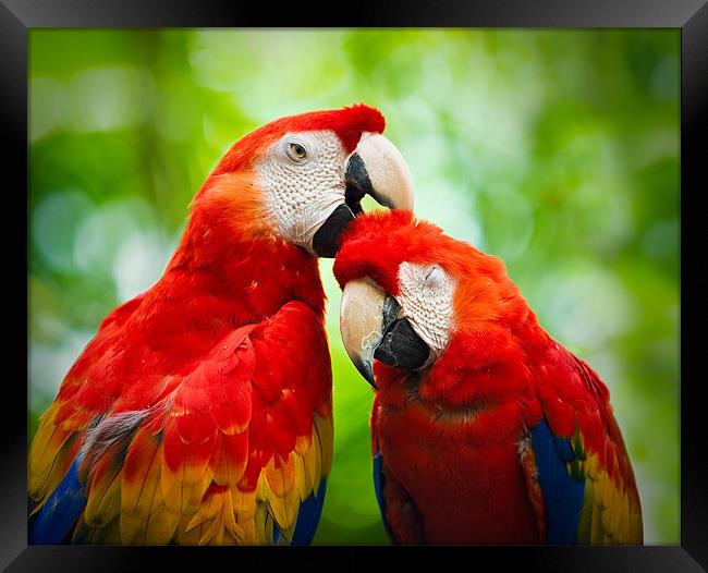 Scarlet Macaws  Framed Print by Chuck Underwood