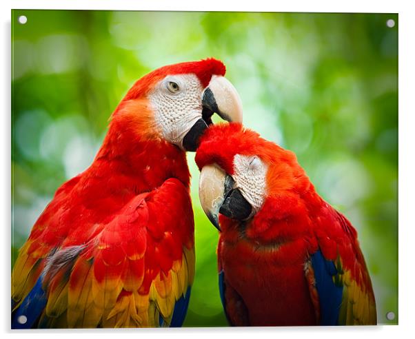 Scarlet Macaws  Acrylic by Chuck Underwood
