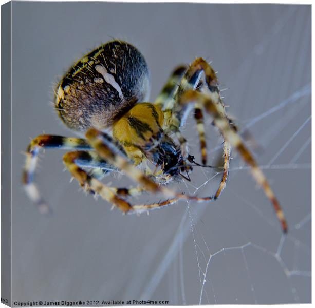 Garden Spider Canvas Print by J Biggadike