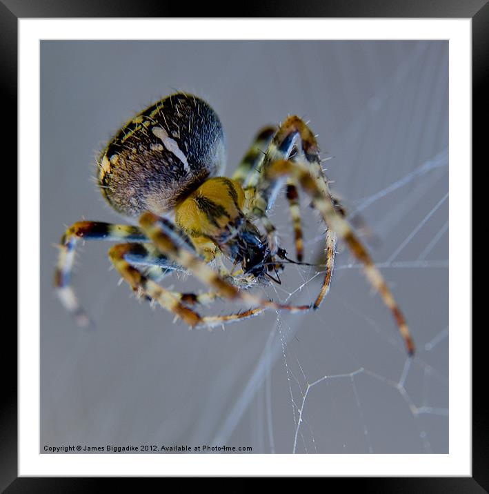 Garden Spider Framed Mounted Print by J Biggadike