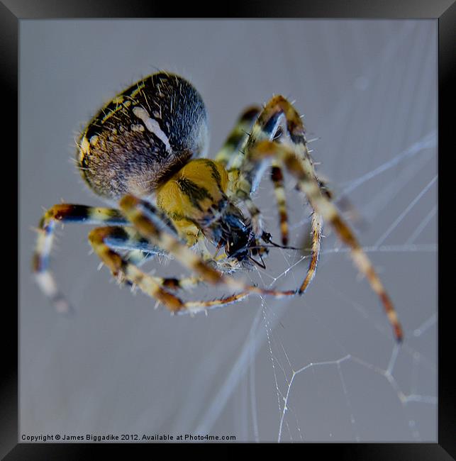 Garden Spider Framed Print by J Biggadike