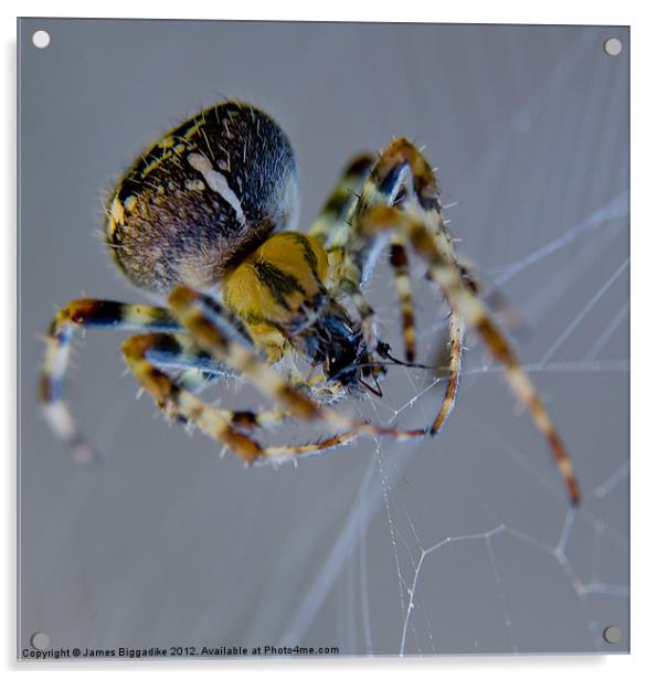Garden Spider Acrylic by J Biggadike