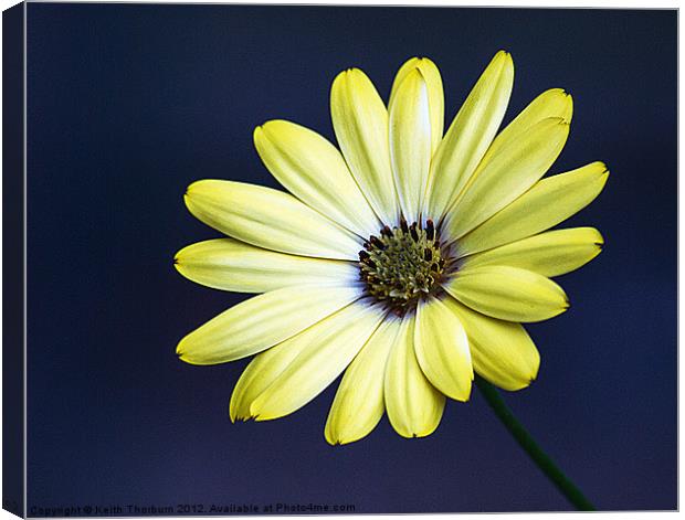 Cape Yellow Daisy Canvas Print by Keith Thorburn EFIAP/b