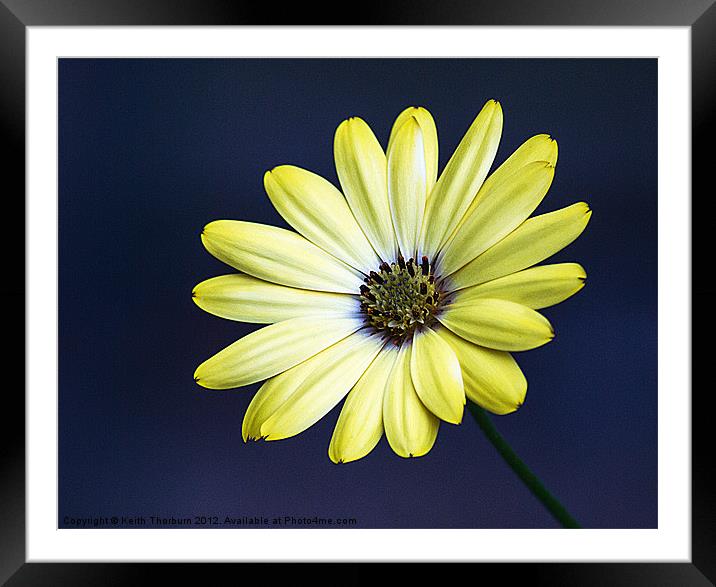 Cape Yellow Daisy Framed Mounted Print by Keith Thorburn EFIAP/b