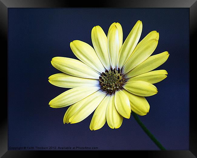 Cape Yellow Daisy Framed Print by Keith Thorburn EFIAP/b