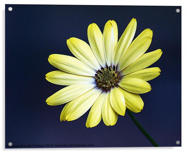 Cape Yellow Daisy Acrylic by Keith Thorburn EFIAP/b