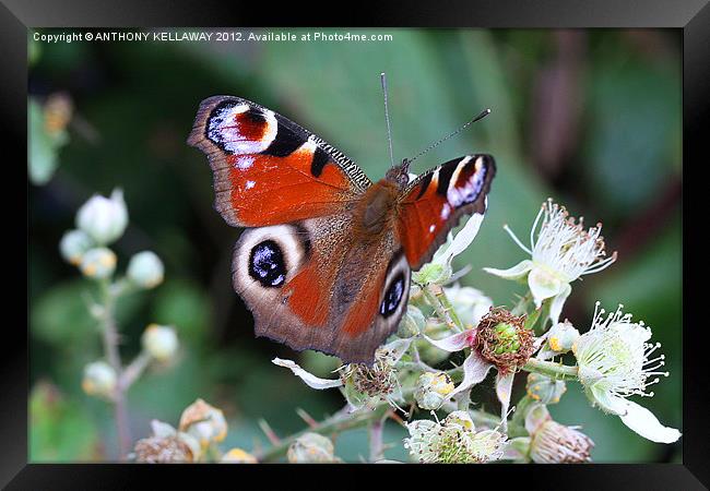 PEACOCK BUTTERFLY Framed Print by Anthony Kellaway