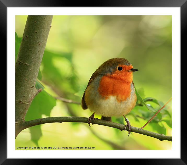 Robin Red Breast, Erithacus rubecula Framed Mounted Print by Debbie Metcalfe