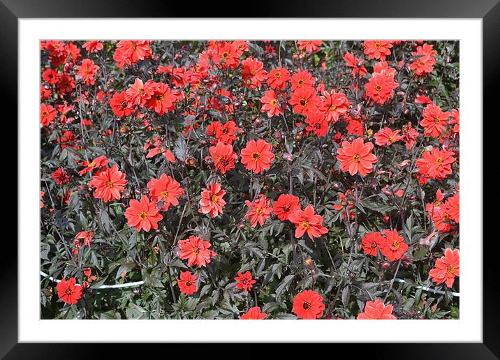 Flower wall Framed Mounted Print by mike wingrove