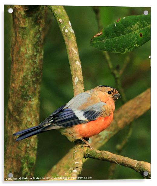 Bullfinch - Pyrrhula pyrrhula Acrylic by Debbie Metcalfe