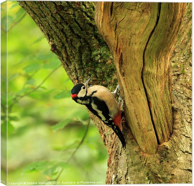 Great Spotted Woodpecker Canvas Print by Debbie Metcalfe