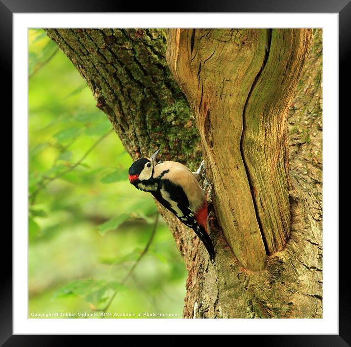 Great Spotted Woodpecker Framed Mounted Print by Debbie Metcalfe