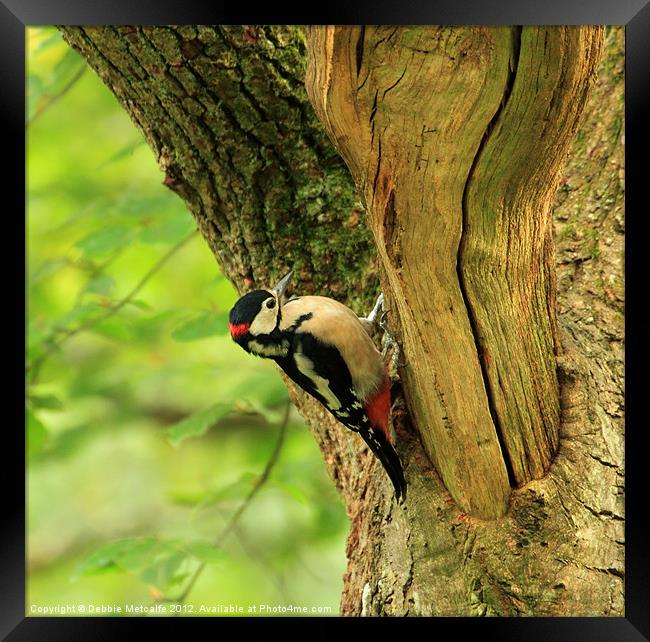 Great Spotted Woodpecker Framed Print by Debbie Metcalfe