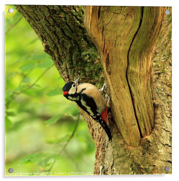Great Spotted Woodpecker Acrylic by Debbie Metcalfe