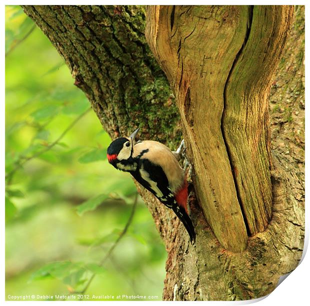 Great Spotted Woodpecker Print by Debbie Metcalfe