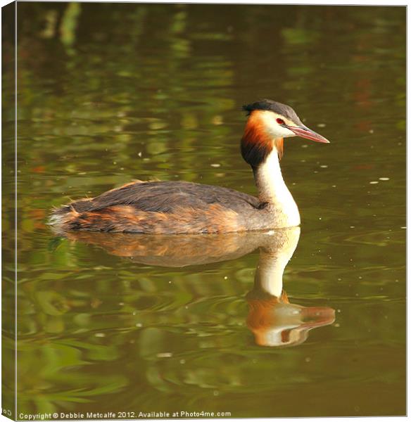 Great Crested Grebe - Podiceps cristatus Canvas Print by Debbie Metcalfe