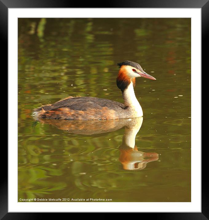Great Crested Grebe - Podiceps cristatus Framed Mounted Print by Debbie Metcalfe