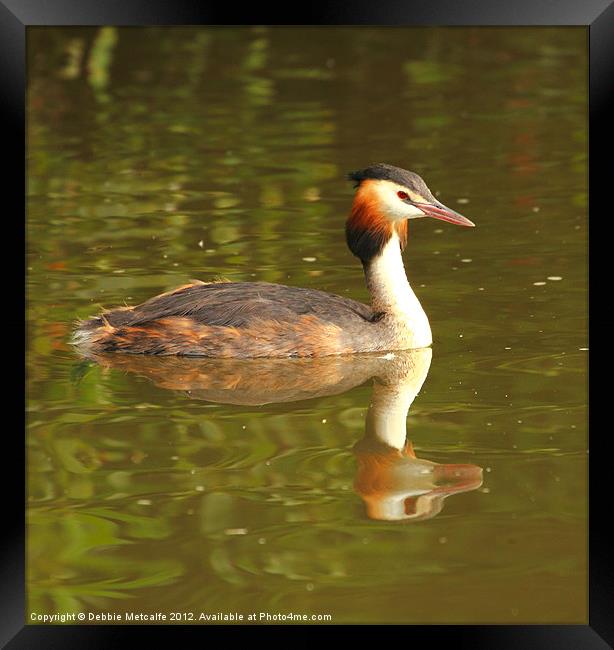 Great Crested Grebe - Podiceps cristatus Framed Print by Debbie Metcalfe