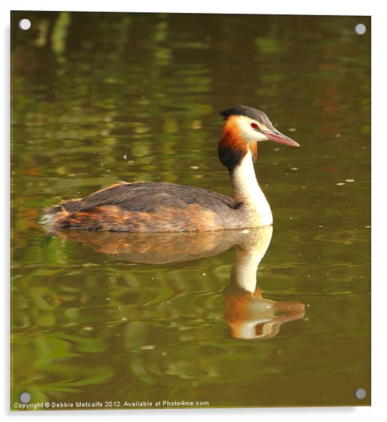 Great Crested Grebe - Podiceps cristatus Acrylic by Debbie Metcalfe
