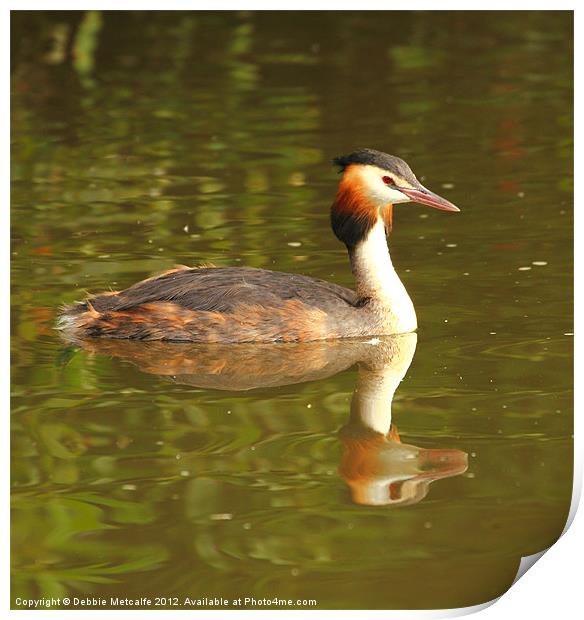 Great Crested Grebe - Podiceps cristatus Print by Debbie Metcalfe