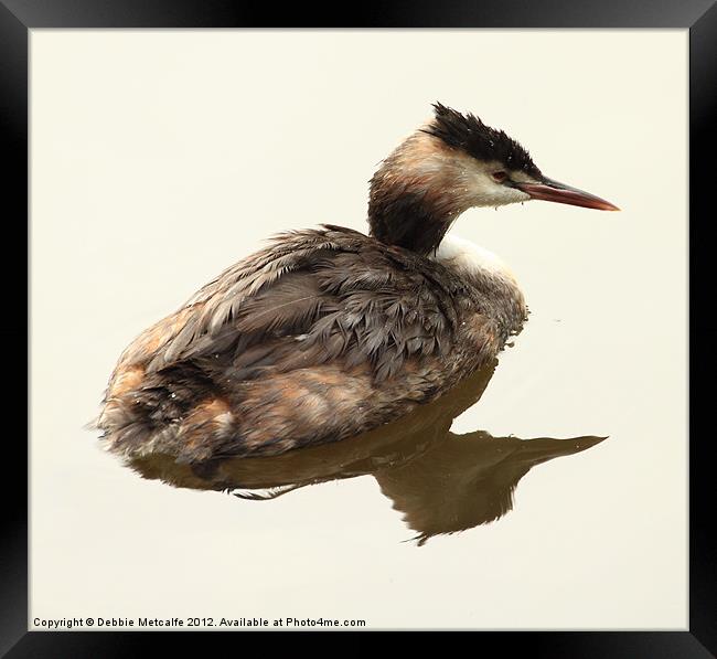 Female Grebe - Podiceps Cristatus Framed Print by Debbie Metcalfe