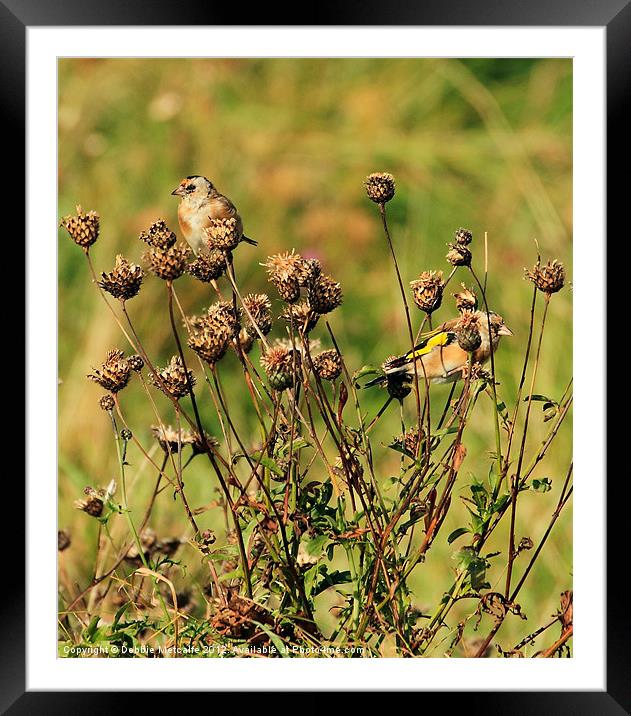 Goldfinches playing Framed Mounted Print by Debbie Metcalfe