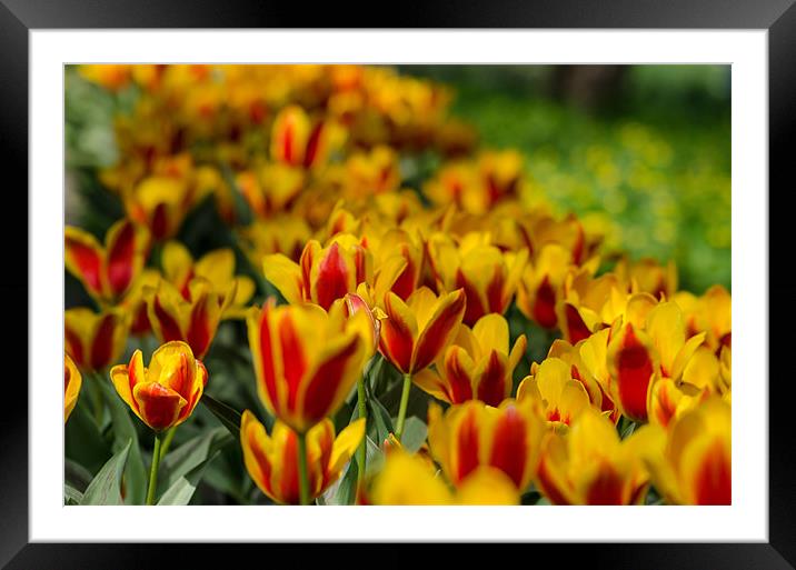 Yellow-red tulip flowers Framed Mounted Print by Michael Goyberg