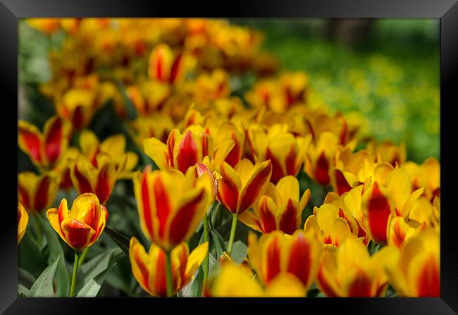 Yellow-red tulip flowers Framed Print by Michael Goyberg