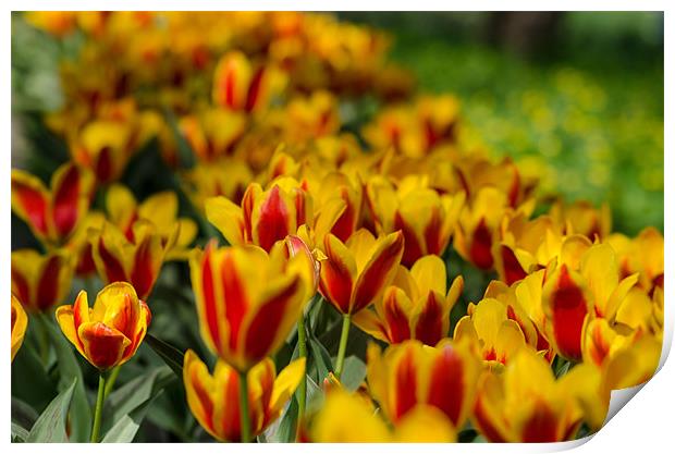Yellow-red tulip flowers Print by Michael Goyberg