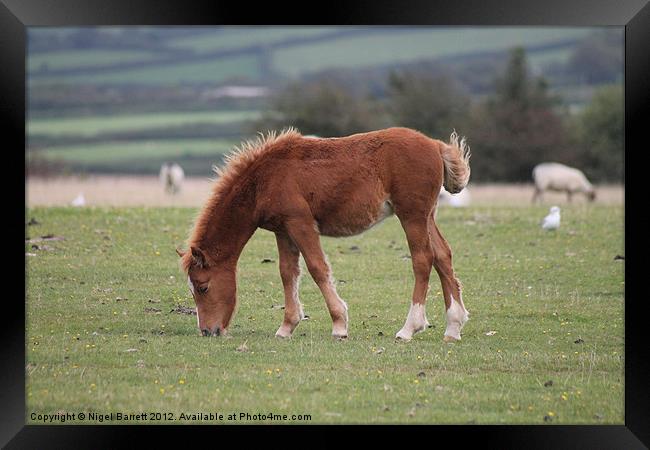 Dartmoor Pony Foal Framed Print by Nigel Barrett Canvas