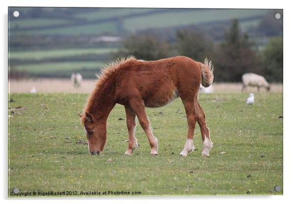 Dartmoor Pony Foal Acrylic by Nigel Barrett Canvas
